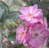 Gaard um Titzebierg rose photo