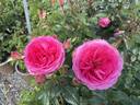 Miss Manners™ rose photo