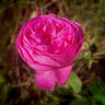 Louise Odier rose photo