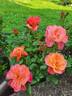 MEIconfiz rose photo