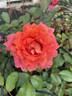 Contempo rose photo