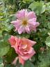 Coral Creeper rose photo