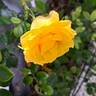 Anny Duperey ® rose photo