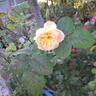 Rosomane Janon ® rose photo
