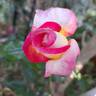 Sweet Delight rose photo