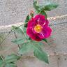 Princesse Sibilla de Luxembourg rose photo