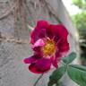 Princesse Sibilla de Luxembourg rose photo