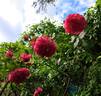Karlsruhe rose photo