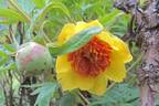 <i>P. delavayi</i> var. <i>delavayi</i> f. <i>lutea</i> S.G.Haw peony photo
