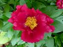 America peony photo