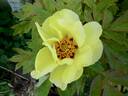 Canary peony photo
