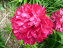Christmas Velvet peony photo