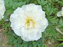 Miss America peony photo