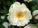 Pastelegance peony photo