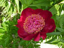 Walter Mains peony photo