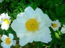 White Wings peony photo