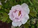 Companion of Serenity peony photo