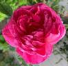 Sir Edward Elgar rose photo