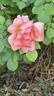 Fighting Temeraire rose photo