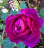 Purple Voluptia rose photo