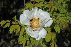 <i>P. rockii</i> T. Hong peony photo