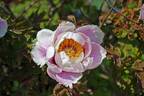 <i>P. rockii</i> T. Hong peony photo