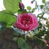 Volare rose photo