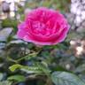 Volare rose photo