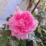 Borneo Odore Clg rose photo