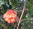 Fighting Temeraire rose photo