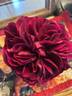 Allegorie rose photo