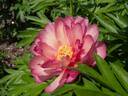 Julia Rose peony photo
