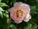 Pastel Splendor peony photo