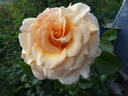 Garden Glory rose photo