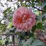 Colette rose photo