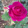 Purple Voluptia rose photo