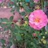 Jolie Provence rose photo