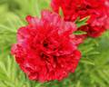 Eliza Lundy peony photo