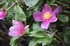 <i>P. corsica</i> Sieber ex Tausch peony photo