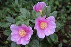 <i>P. corsica</i> Sieber ex Tausch peony photo