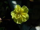 Primrose Rose rose photo