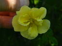 Primrose Rose rose photo