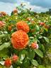 Le Lancelot ® rose photo
