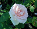 Grand Siècle® rose photo