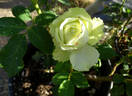 Green Romantica ® rose photo
