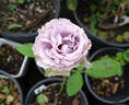 Grey Knights ® rose photo