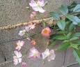 Tapis Volant ® rose photo