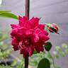 Roxy™ rose photo