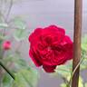 Roxy™ rose photo
