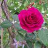 Purple Voluptia rose photo